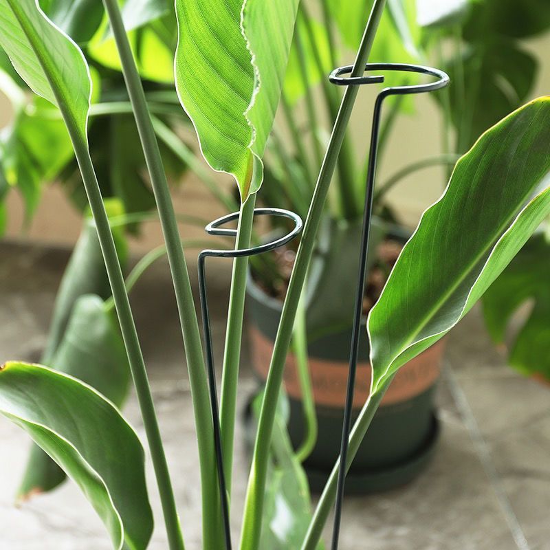 1/10pcs Garden Support Stake R - Supply For Florist 评论和价格