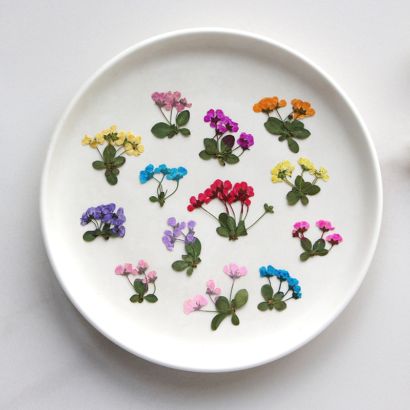 2-3cm/12pcs,Pressed Little Flo - Supply For Florist 评论和价格