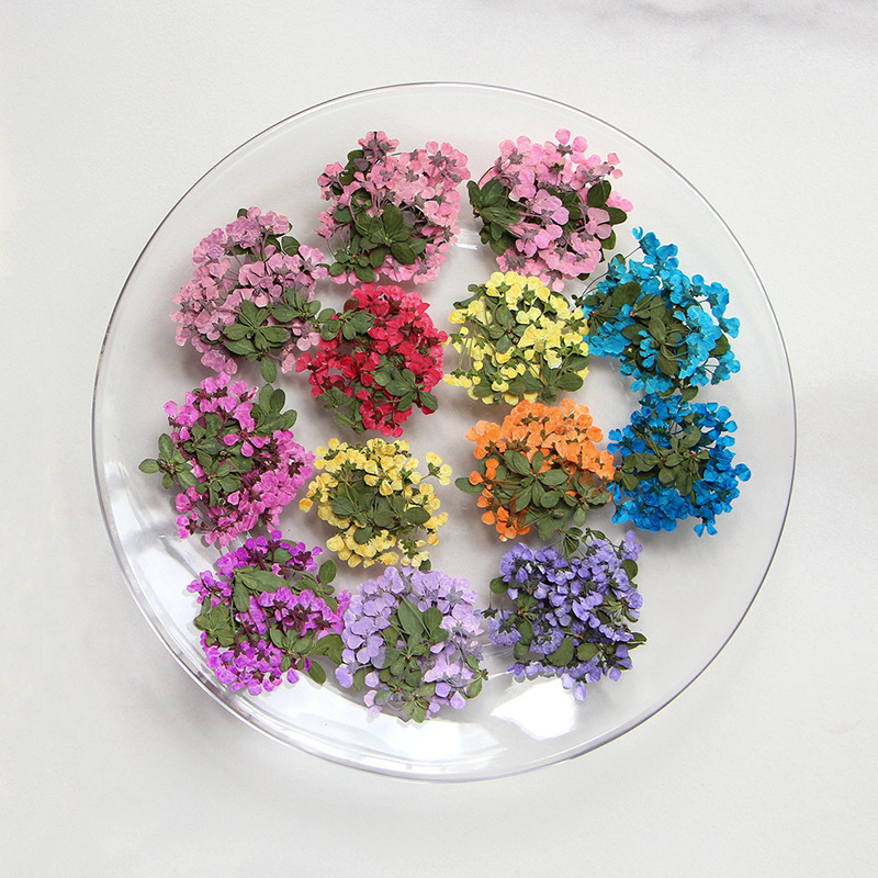 2-3cm/12pcs,Pressed Little Flo - Supply For Florist 评论和价格