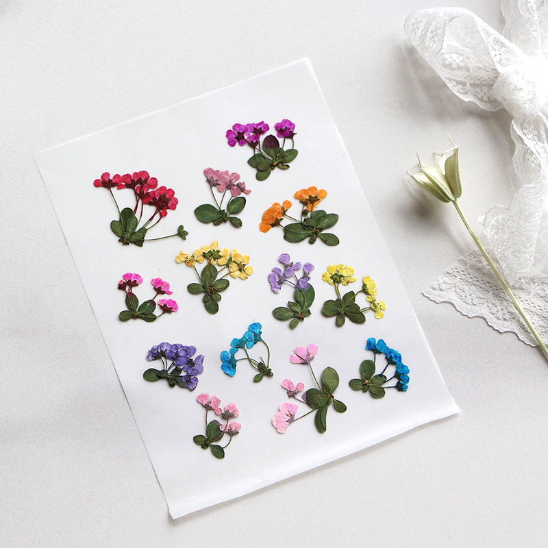 2-3cm/12pcs,Pressed Little Flo - Supply For Florist 评论和价格