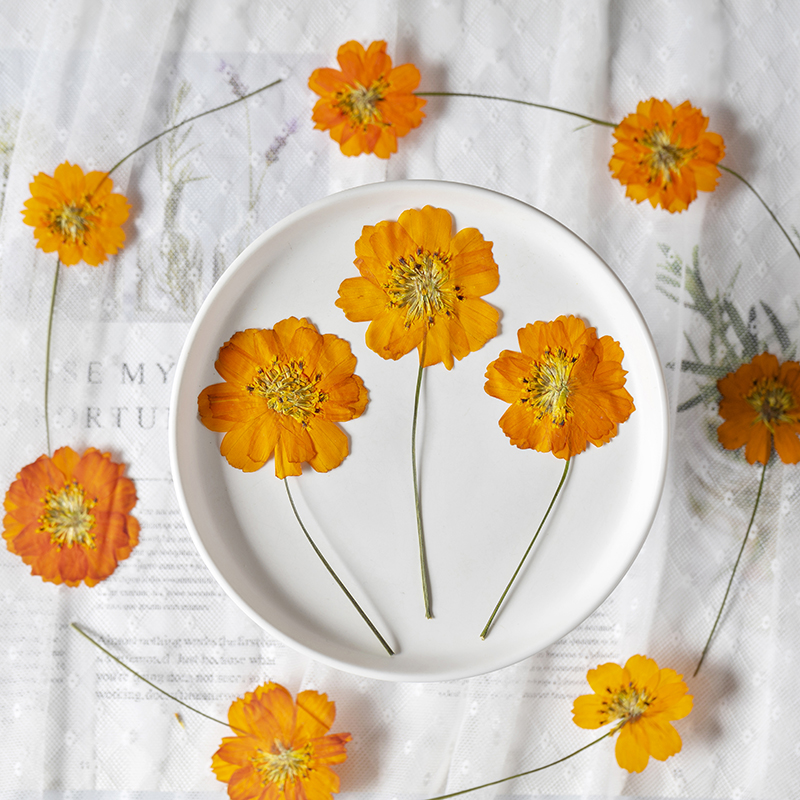 8-10cm/24pcs,Nature Pressed Co - Supply For Florist 评论和价格