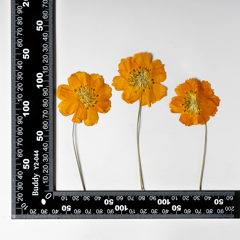 8-10cm/24pcs,Nature Pressed Co - Supply For Florist 评论和价格