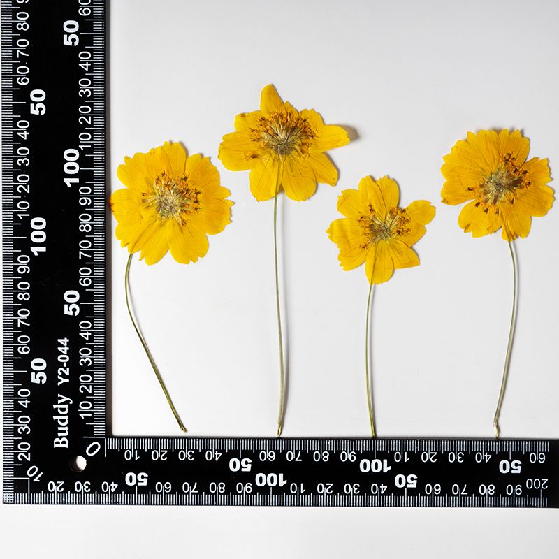 8-10cm/24pcs,Nature Pressed Co - Supply For Florist 评论和价格